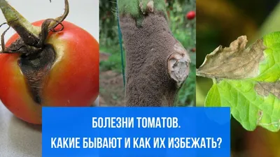 Болезни томатов: причины и способы борьбы