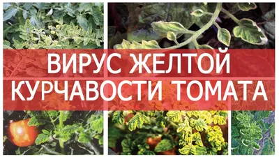 Вредители томатов и способы борьбы с ними