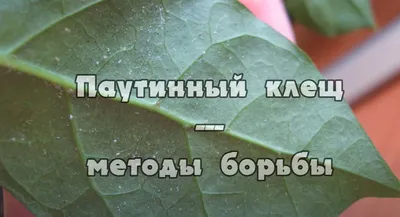 🏃 Вредители томата, меры борьбы с ними в тепличных комплексах.  Биологическая защита урожая помидоров - YouTube