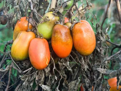 Как выращивают помидоры зимой в России - Ведомости