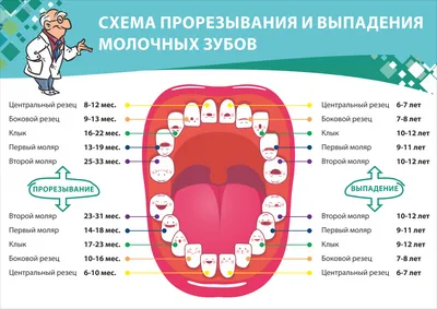 Лечат ли молочные зубы в стоматологических клиниках Минска