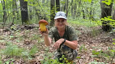 Лейкофолиота древесинная (Leucopholiota lignicola) – Грибы Сибири