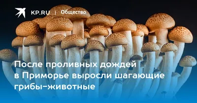 Грибы в карельских лесах все еще растут | 19.10.2023 | Новости  Петрозаводска - БезФормата