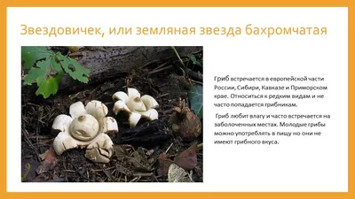 Ильмак, Вешенка лимонная, Pleurotus citrinopileatus - съедобный вкусный гриб.  Приморский край - YouTube