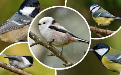 многие виды птиц сидят на черном фоне, все картинки птиц, все, птица фон  картинки и Фото для бесплатной загрузки