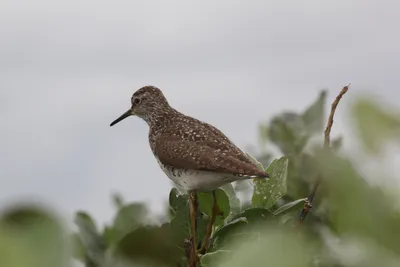 Птицы 2021 · NaturaLista Colombia