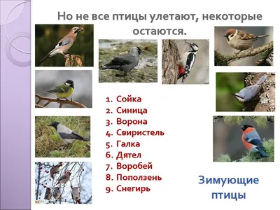 Птицы, приносящие вред саду и огороду | Творческая Мастерская Гаргаева |  Дзен