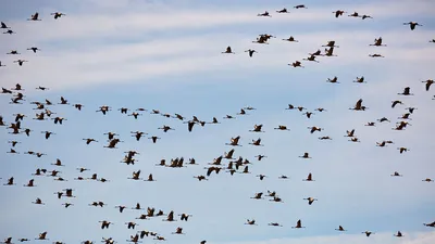 Ловчие птицы – на страже экологии