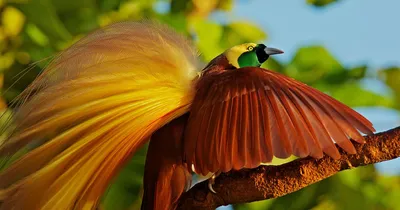 Птицы острова Хортица - Национальный заповедник \"Хортица\"