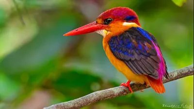 ТОП-16 самых красивых птиц в мире: фото, названия, описание