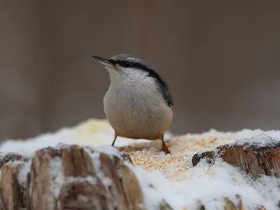 Чижик - самая распространенная певчая птица Украины для домашнего содержания