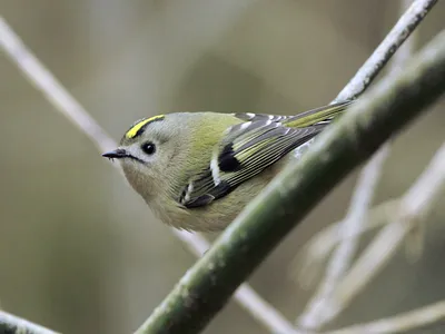 Птицы острова Хортица - Национальный заповедник \"Хортица\"