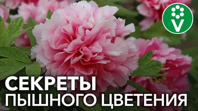 Что символизируют пионы в букете: оттенки и сочетание с другими цветами