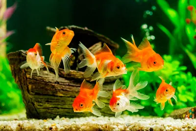 Все виды аквариумных рыб фото фото