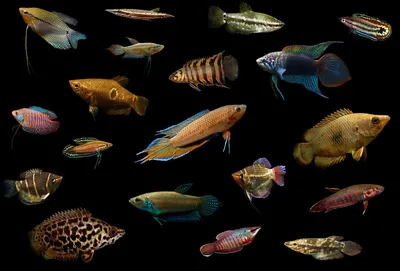 Лабиринтовые рыбки: список видов, перечень названий, фото-видео обзор -  Лабиринтовые рыбки - Форум FanFishka.ru