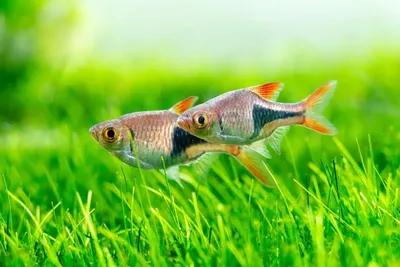 Десять простых аквариумных рыб, которые всегда любят новички