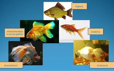 Топ-5 пресноводных аквариумных рыбок | Все о животных | Дзен