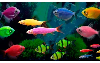 Аквариумистика: аквариумы и аквариумные рыбки