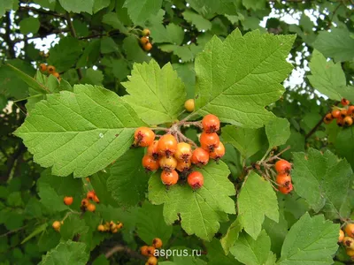 Боярышник Crataegus laevigata / Деревья хвойные и лиственные