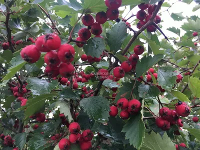 Боярышник кроваво-красный - Crataegus sanguinea