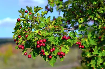 Боярышник обыкновенный (крупноплодный) с доставкой! 🌱 [Р663020]