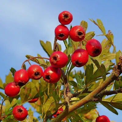 Боярышник однопестичный - Crataegus monogyna