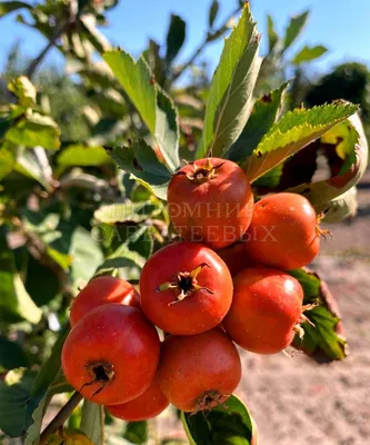 Семена Боярышник (Crataegus)