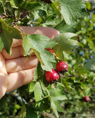 Цена на Боярышник обыкновенный (Колючий, Сглаженный, Crataegus laevigata) -  купить саженцы