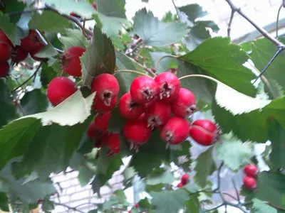 Боярышник мягковатый (лат. Crataegus submollis) - «Ягода от стресса,  бессонницы и давления. Суровое манго российской глубинки. Сочный, вкусный и  любимый боярышник, в народе называемый барыней» | отзывы