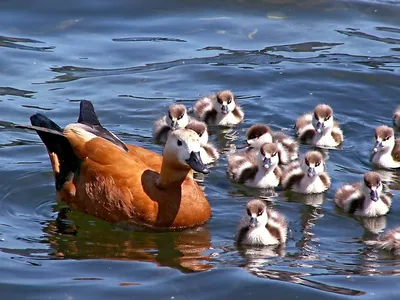 🦆 Купить дикую утку в Москве - цена мяса утятины от охотников за 1 кг от  1350 руб - тушки в интернет-магазине Дикоед