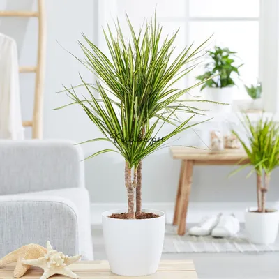 Драцена Orangery Dracaena fragrans goldencoast 17 x 80 см купить для  Бизнеса и офиса по оптовой цене с доставкой в СберМаркет Бизнес