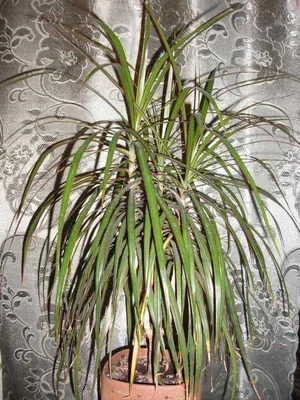 Драцена ( Dracaena ) - фото - каталог