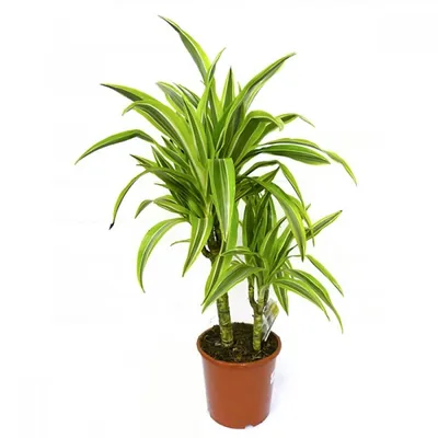 Драцена (Dracaena)