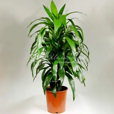 Dracaena - самка дракона - Adiantum