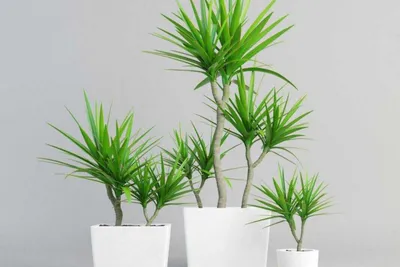 Драцена голден коаст (Dracaena Fragrans Golden Coast) | Клумба - интернет  магазин цветов в Туле