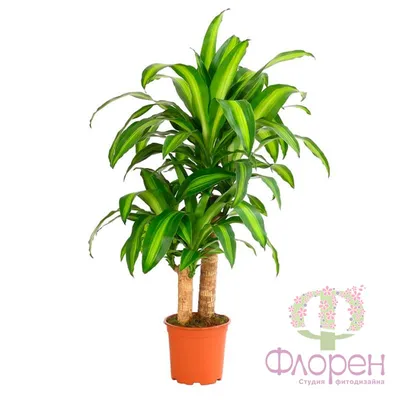 Драцена Фрагранс душистая / Dracaena Fragrans вечнозеленое  декоративно-лиственное растение купить Киев, продажа, цена, фото, доставка,  уход