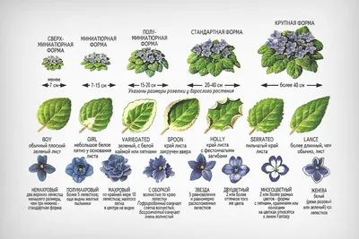 Какие бывают сорта у фиалок? Подробное описание с фото | Ферма.expert 🌿 |  Дзен