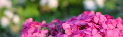Флоксы: как сажать и ухаживать за цветами