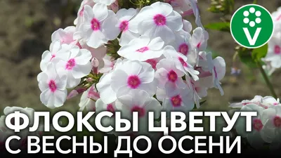 Однолетние флоксы: коротко про многолетние и подробно про одногодки.  Разница между этими видами существенная | Есть время под солнцем | Дзен