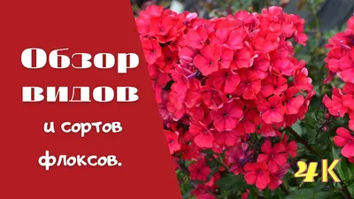 🌱 Флокс метельчатый Горицвет по цене от 375 руб: саженцы, рассада - купить  в Москве с доставкой - интернет-магазин Все Сорта