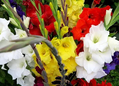 Царь-цветок: сажаем гладиолусы | Сальскньюс