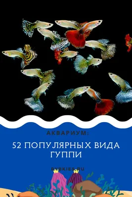 52 популярных вида гуппи | Гуппи, Черные пятна, Зоомагазин