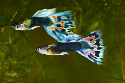 Гуппи — красивая и неприхотливая рыбка | Pet7