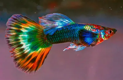 Гупі червона | Живородні | Каталог | TropFish – Постачальник декоративних  акваріумних та ставкових риб, товарів для акваріумістики