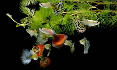 Статьи об аквариумных рыбках гуппи