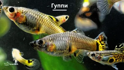 Гуппи Красный блондин (Poecilia reticulata Red blonde) самцы купить  недорого в Москве | Амигофиш