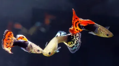 Гупі гвоздика | Живородні | Каталог | TropFish – Постачальник декоративних  акваріумних та ставкових риб, товарів для акваріумістики
