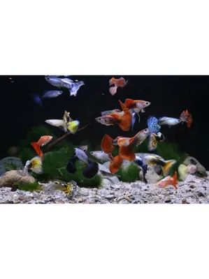 Гуппи алые, аквариумная рыбка (2,5-3,5 см)