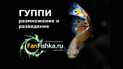 Истоки аквариумистики ч. 1. | ВКонтакте
