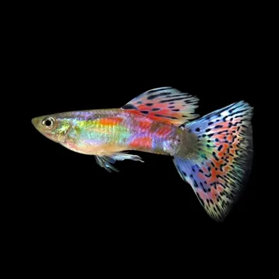 Гупі асорті | Живородні | Каталог | TropFish – Постачальник декоративних  акваріумних та ставкових риб, товарів для акваріумістики